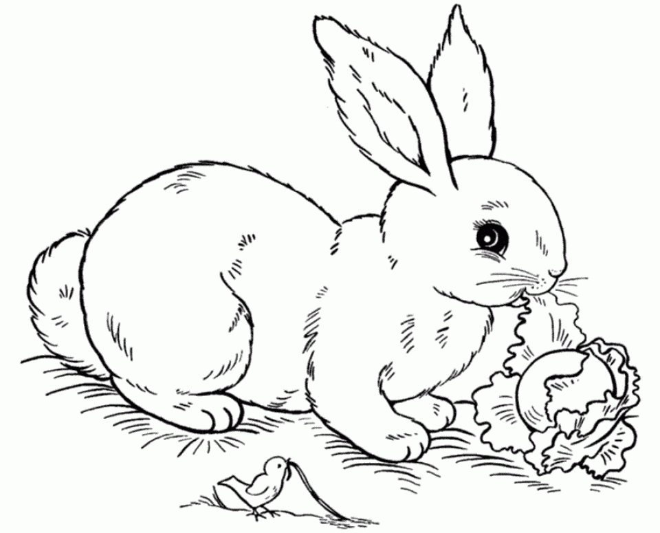 20+ Free Printable Rabbit Coloring Pages - EverFreeColoring.com