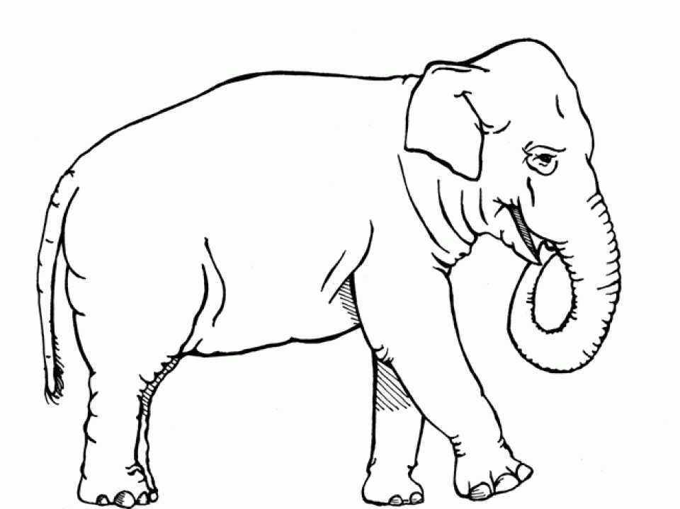 Get This African Elephant Coloring Pages Free Printable