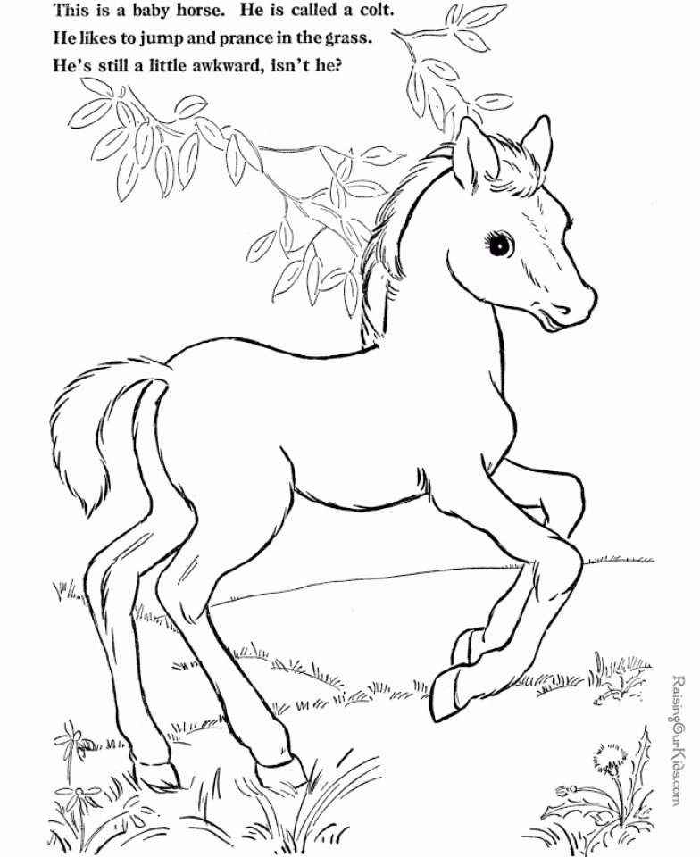 20+ Free Printable Farm Animal Coloring Pages   EverFreeColoring.com