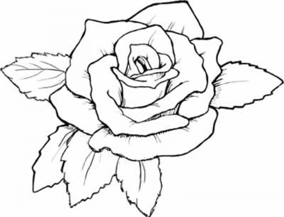 Get This Free Roses Coloring Pages for Adults to Print 12490