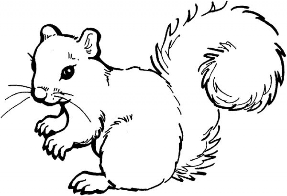 Get This Free Squirrel Coloring Pages For Kids Yy6l0