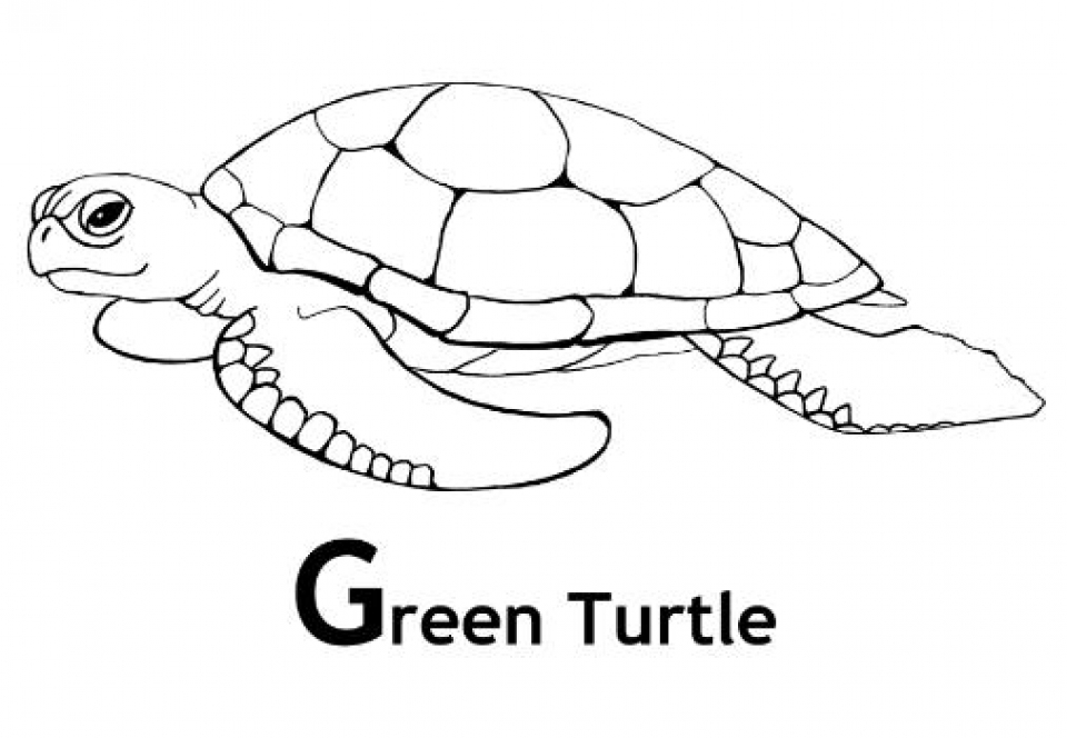 Get This Image of Turtle Coloring Pages to Print for Kids uan64