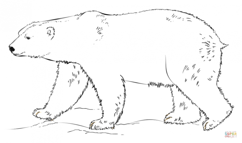 polar-bear-coloring-pages-to-print-coloring-pages