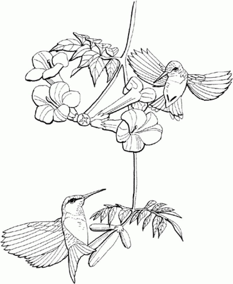 Get This Free Hummingbird Coloring Pages to Print 62617