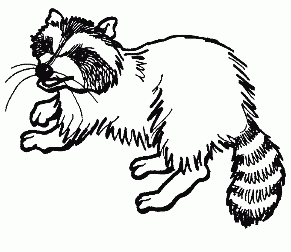 get-this-free-raccoon-coloring-pages-34753