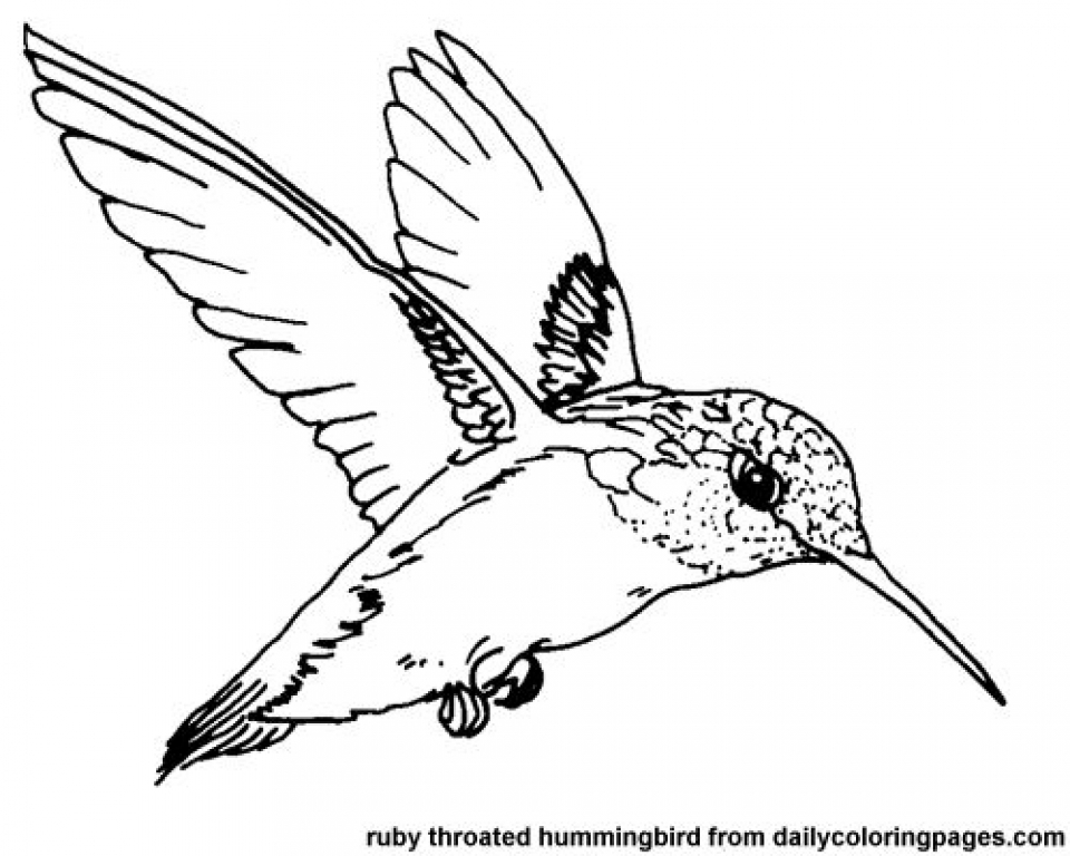 Get This Printable Hummingbird Coloring Pages 00467