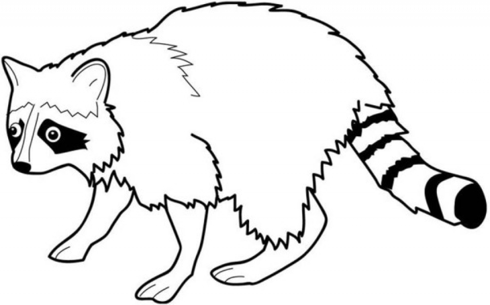 Malvorlage racoon information