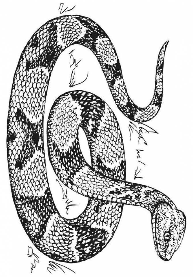 Get This Snake Coloring Pages Free Printable 76955