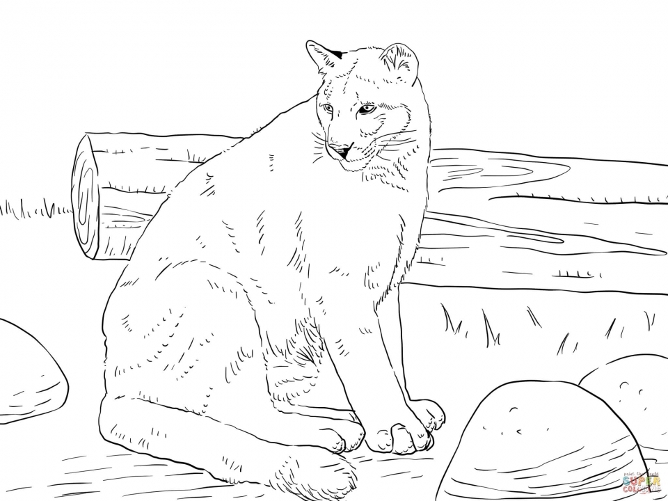 Get This Mountain Lion Coloring Pages Printable 75997