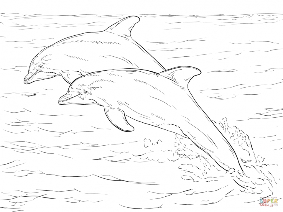 Get This Sea Animal Coloring Pages of Dolphin To Print 28501