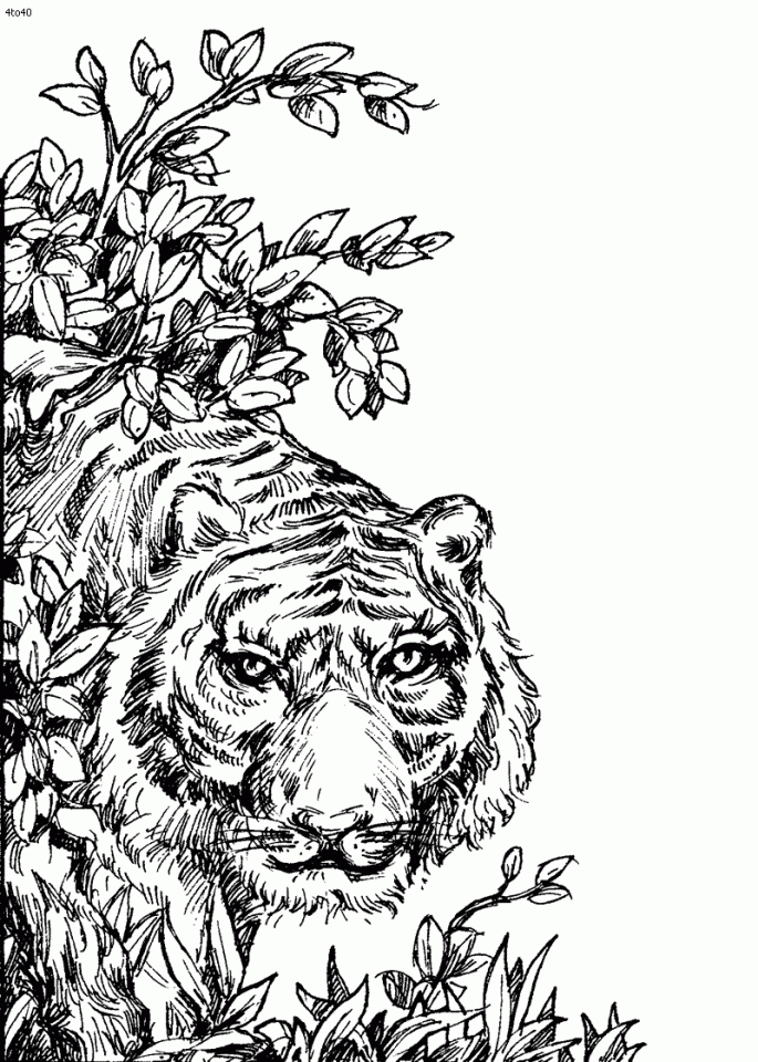 Get This Tiger Coloring Pages for Adults 31689