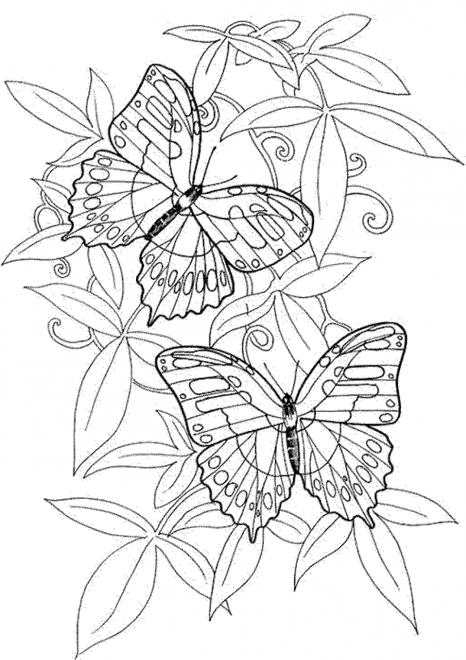 Get This Adult Coloring Pages of Butterfly Printable 9ghj6