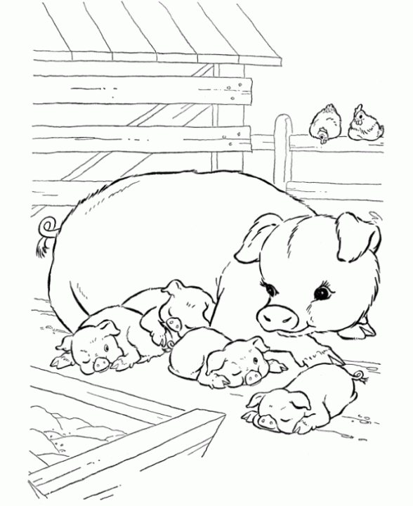 Get This Baby Pig Coloring Pages ucmw1