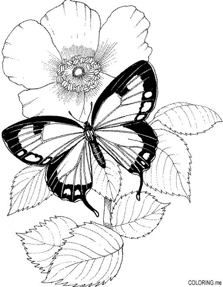 20 Free Printable Flowers Coloring Pages EverFreeColoring