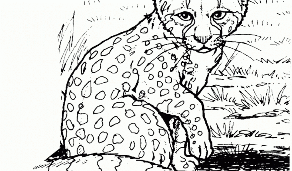 Get This Cheetah Coloring Pages Free to Print 6at2l0