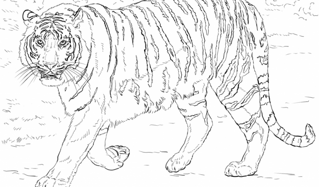 Get This Tiger Coloring Pages for Adults 97654