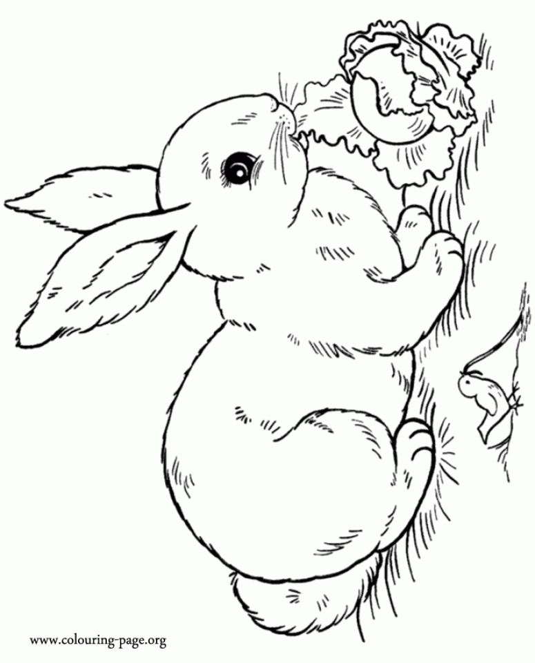 Get This Rabbit Coloring Pages Free for Kids IX63T