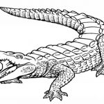 20+ Free Printable Alligator Coloring Pages - EverFreeColoring.com