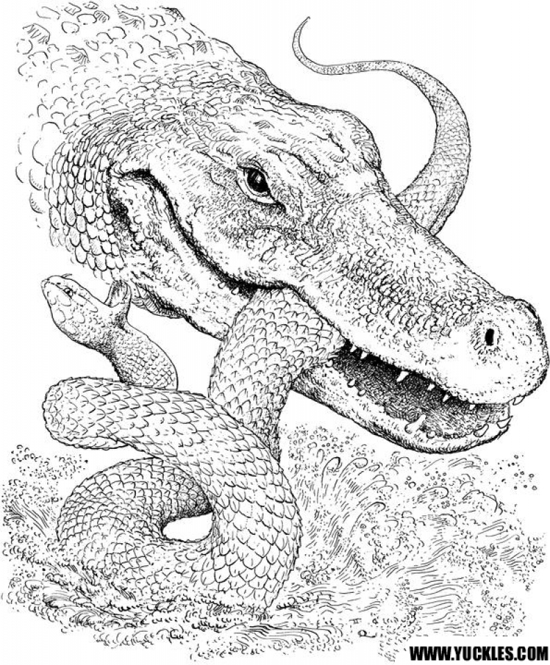 Get This Free Simple Alligator Coloring Pages for Children af8vj