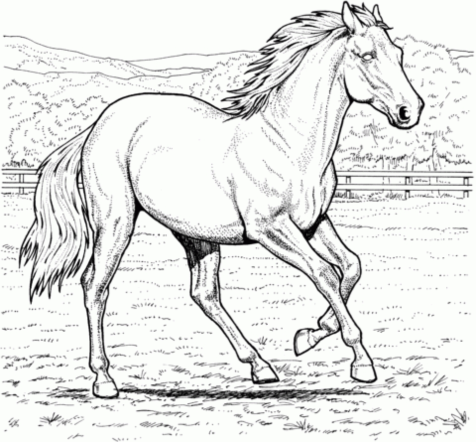 20+ Free Printable Horses Coloring Pages - EverFreeColoring.com