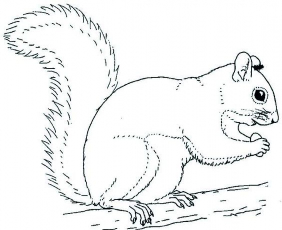 Get This Online Squirrel Coloring Pages for Kids sz5em