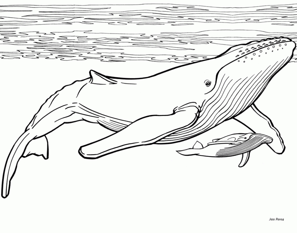 Get This Online Whale Coloring Pages 60096