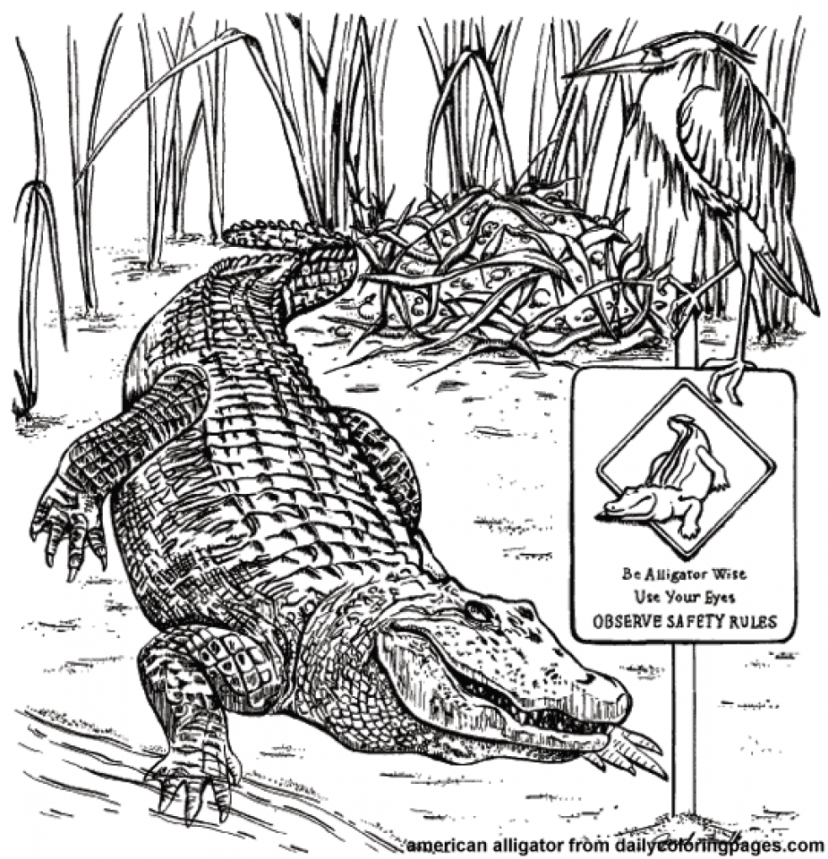 Get This Picture of Alligator Coloring Pages Free for Children upmly