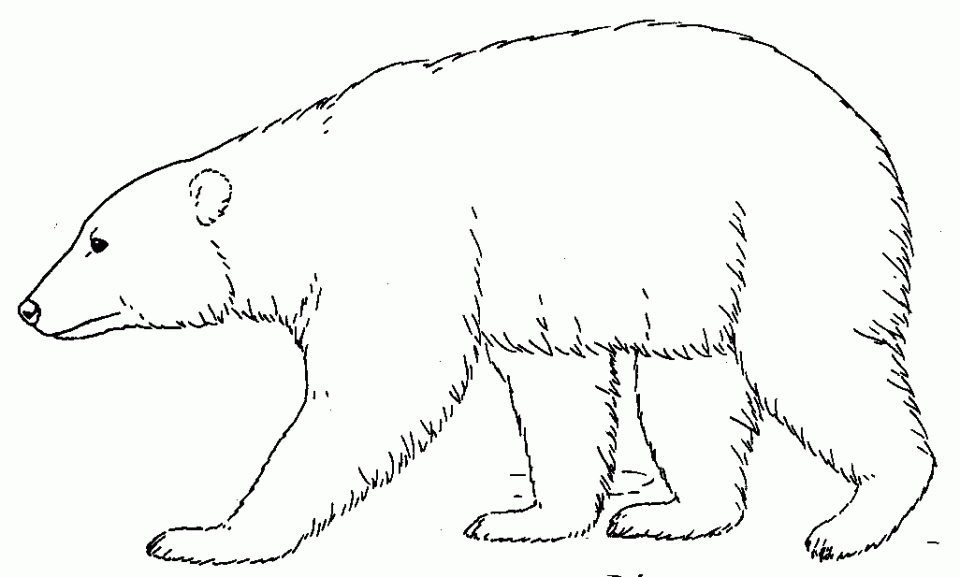 Polar Bear Printable Coloring Pages