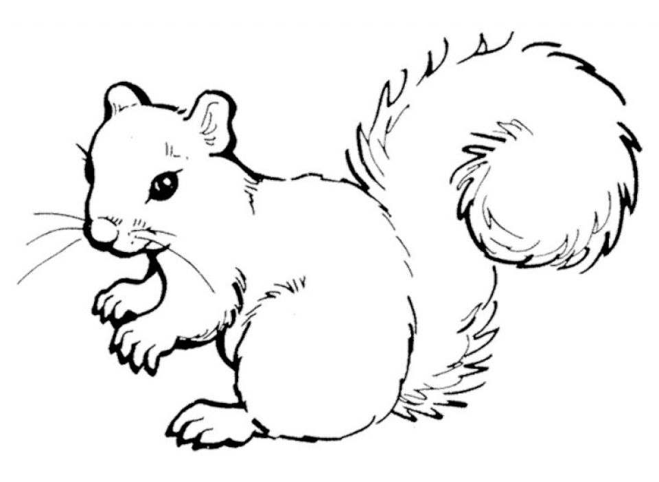 Get This Preschool Printables of Squirrel Coloring Pages