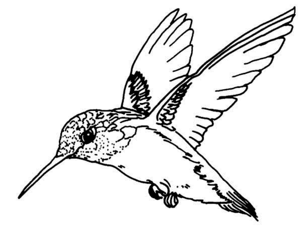 Get This Free Hummingbird Coloring Pages 34753