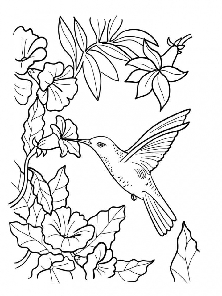 Free Printable Hummingbird Coloring Pages - Printable World Holiday