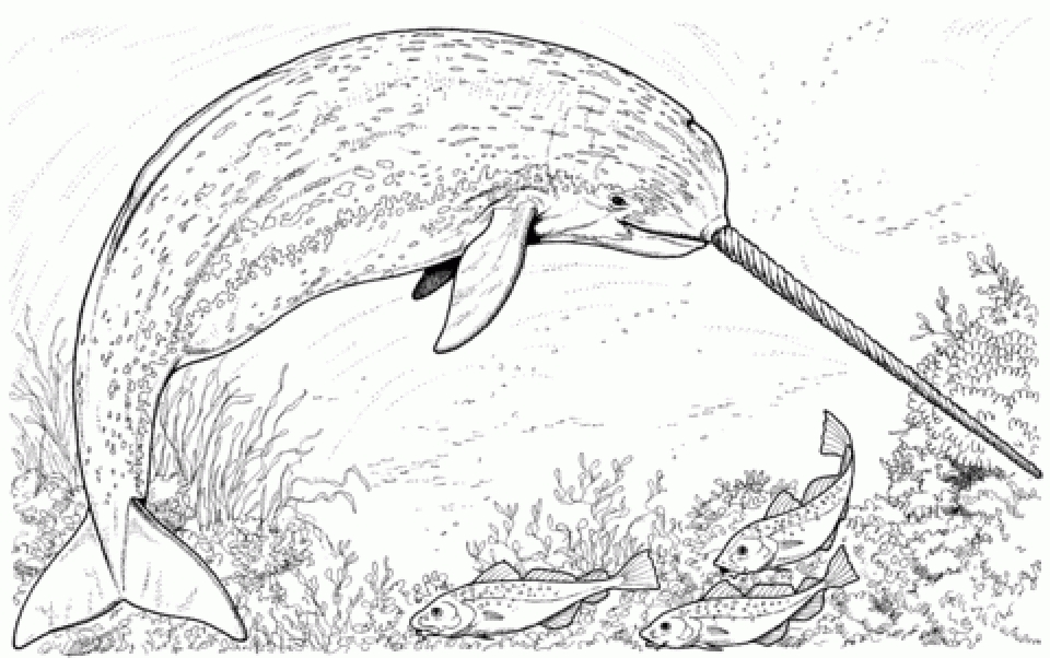 Get This Printable Narwhal Coloring Pages Online 17696