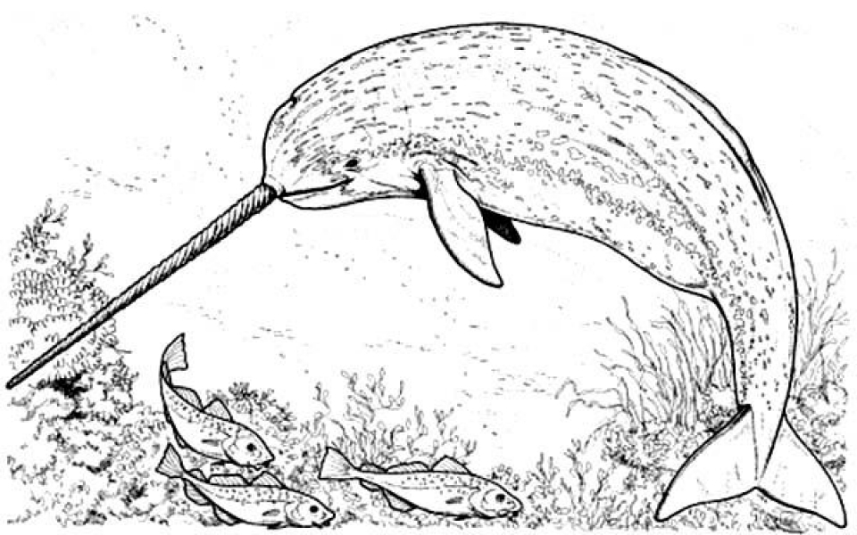 Printable Narwhal Coloring Pages Online 59808