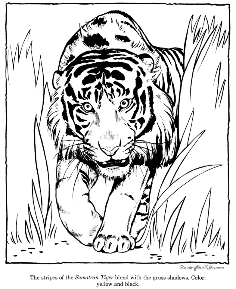 Get This Tiger Coloring Pages to Print for Free - 37011
