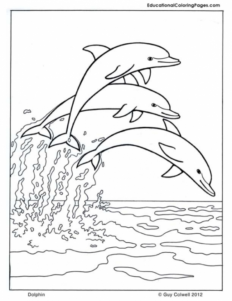 dolphin coloring page