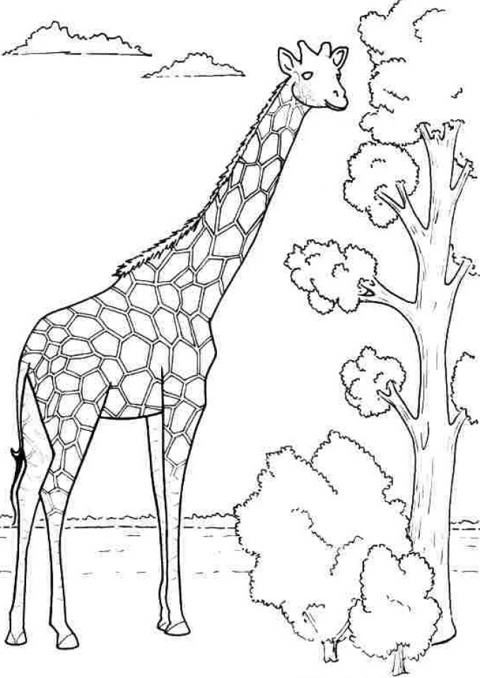 Download Get This Giraffe Coloring Pages Free Printable 76649