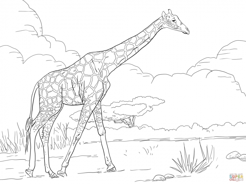 Get This Giraffe Coloring Pages Realistic Animals 99562