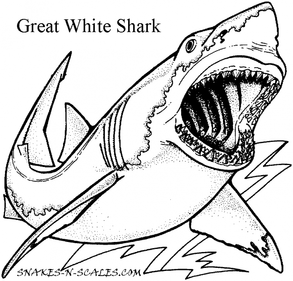 Get This Great White Shark Coloring Pages 20 