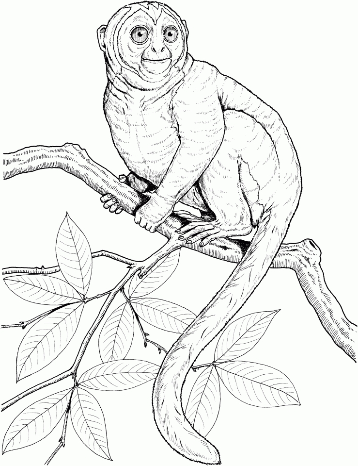 Featured image of post Monkey Coloring Pages Realistic