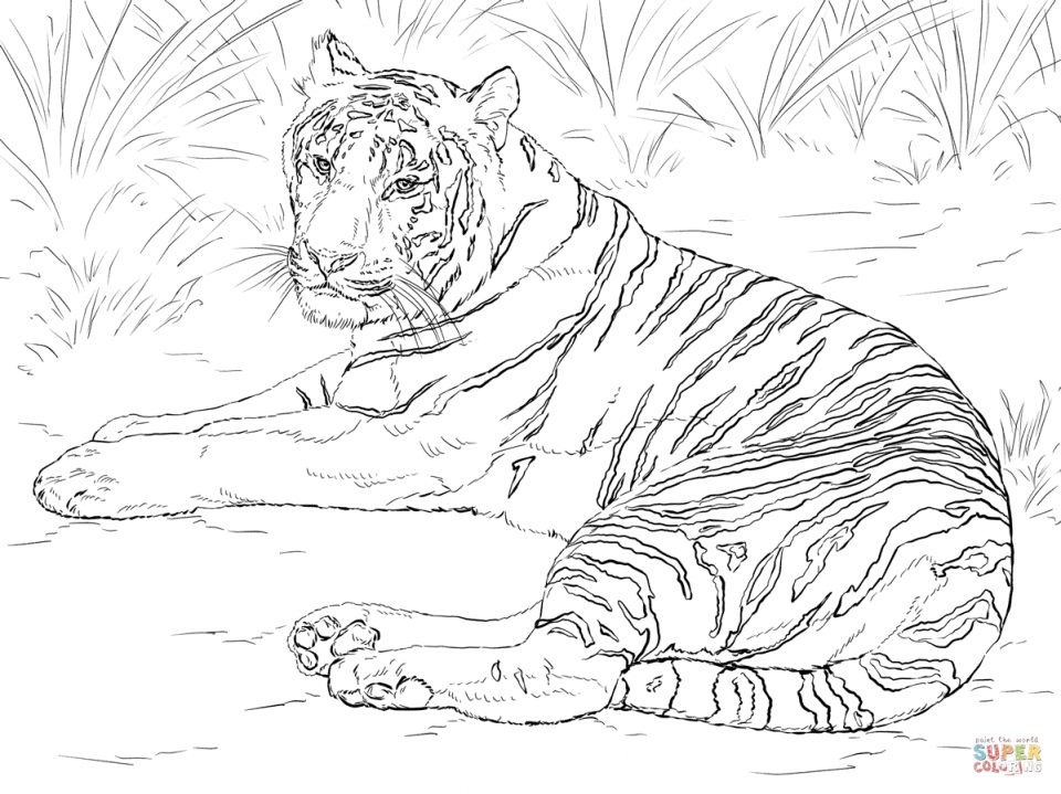 Get This Tiger Coloring Pages for Adults 76312