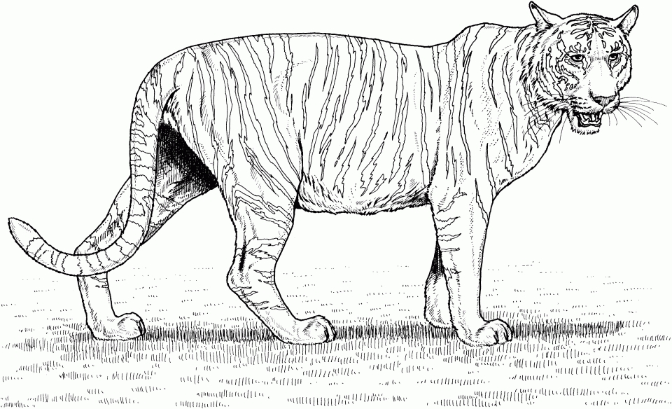 Get This Tiger Coloring Pages Realistic Animal Printables for Adults