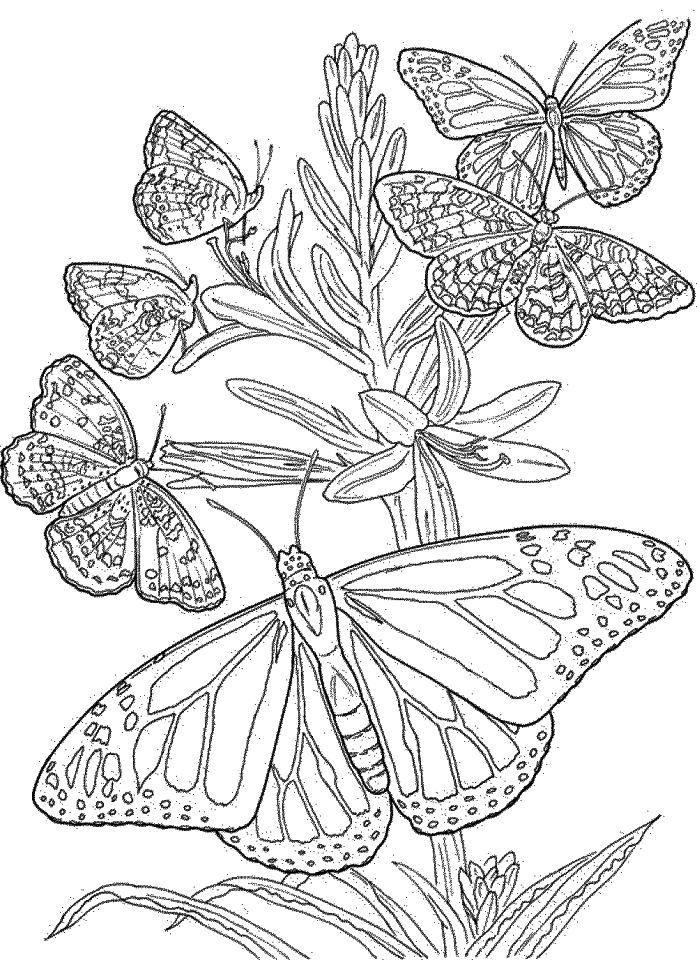 Summer Coloring Pages Adults Printable 74091 Difficult Butterfly Mb879