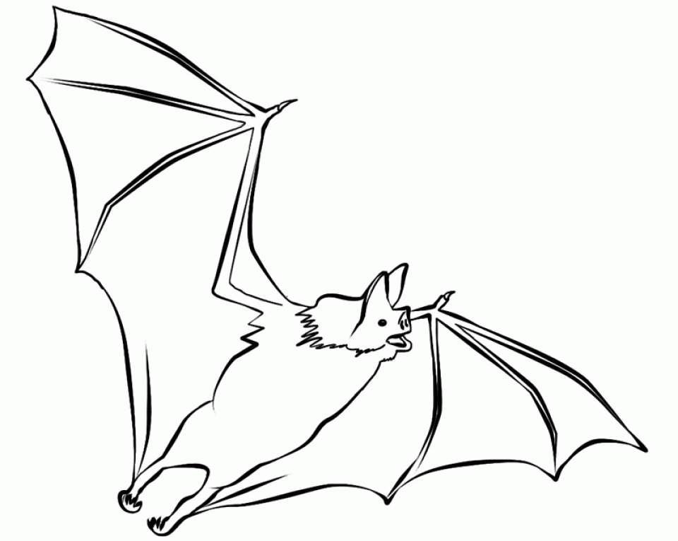 Download Get This Bat Coloring Pages Free 51327