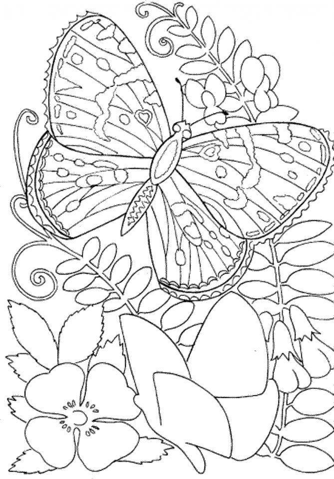 Download Get This Butterfly Coloring Pages to Print for Adults 90037