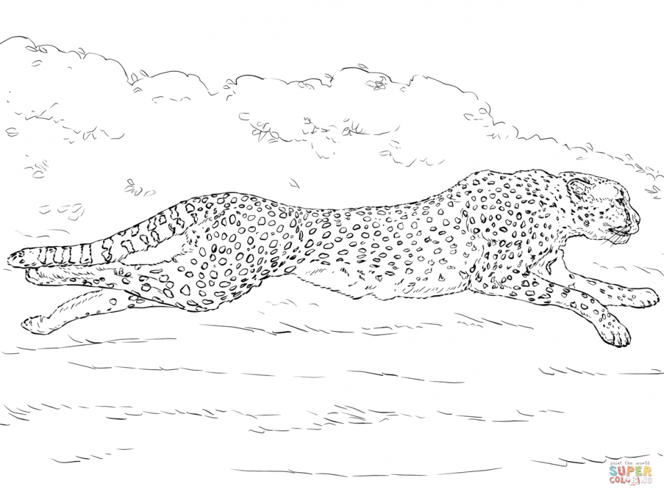A cheetah ready for coloring