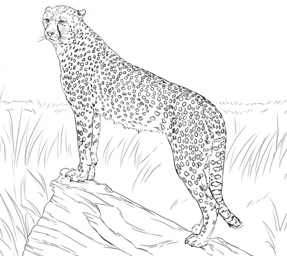 Cheetah Coloring Page