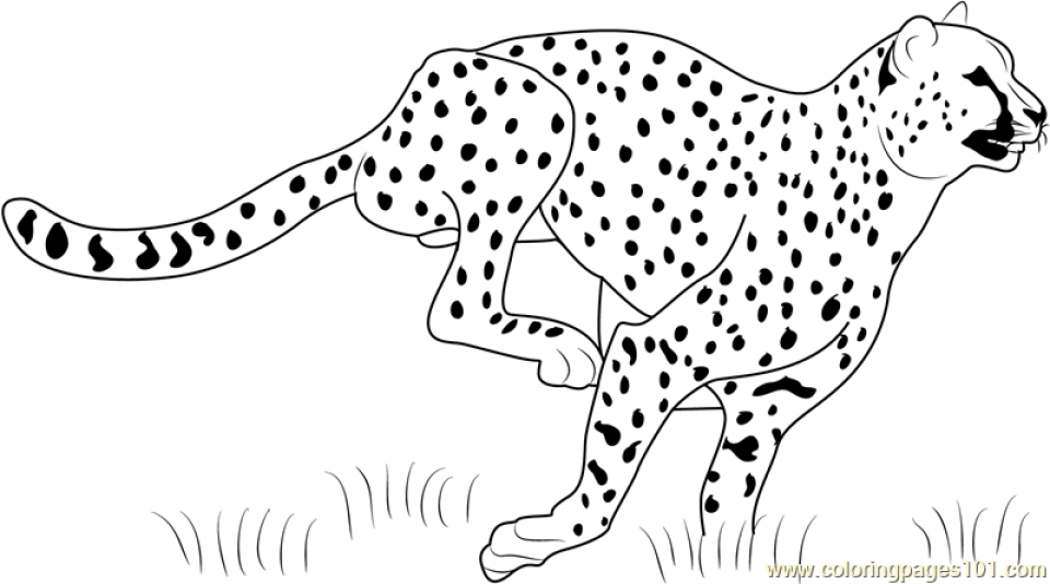 Download Get This Cheetah Coloring Pages Printable m3sb0
