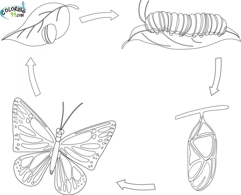 Get This coloring pages butterfly life cycle 2jg09