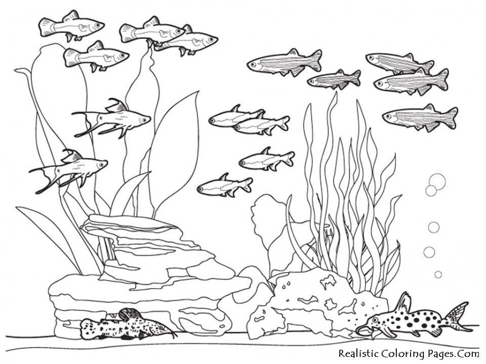 Get This Ocean Coloring Pages for Kids 73bsl