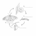 20+ Free Printable Butterfly Coloring Pages - EverFreeColoring.com